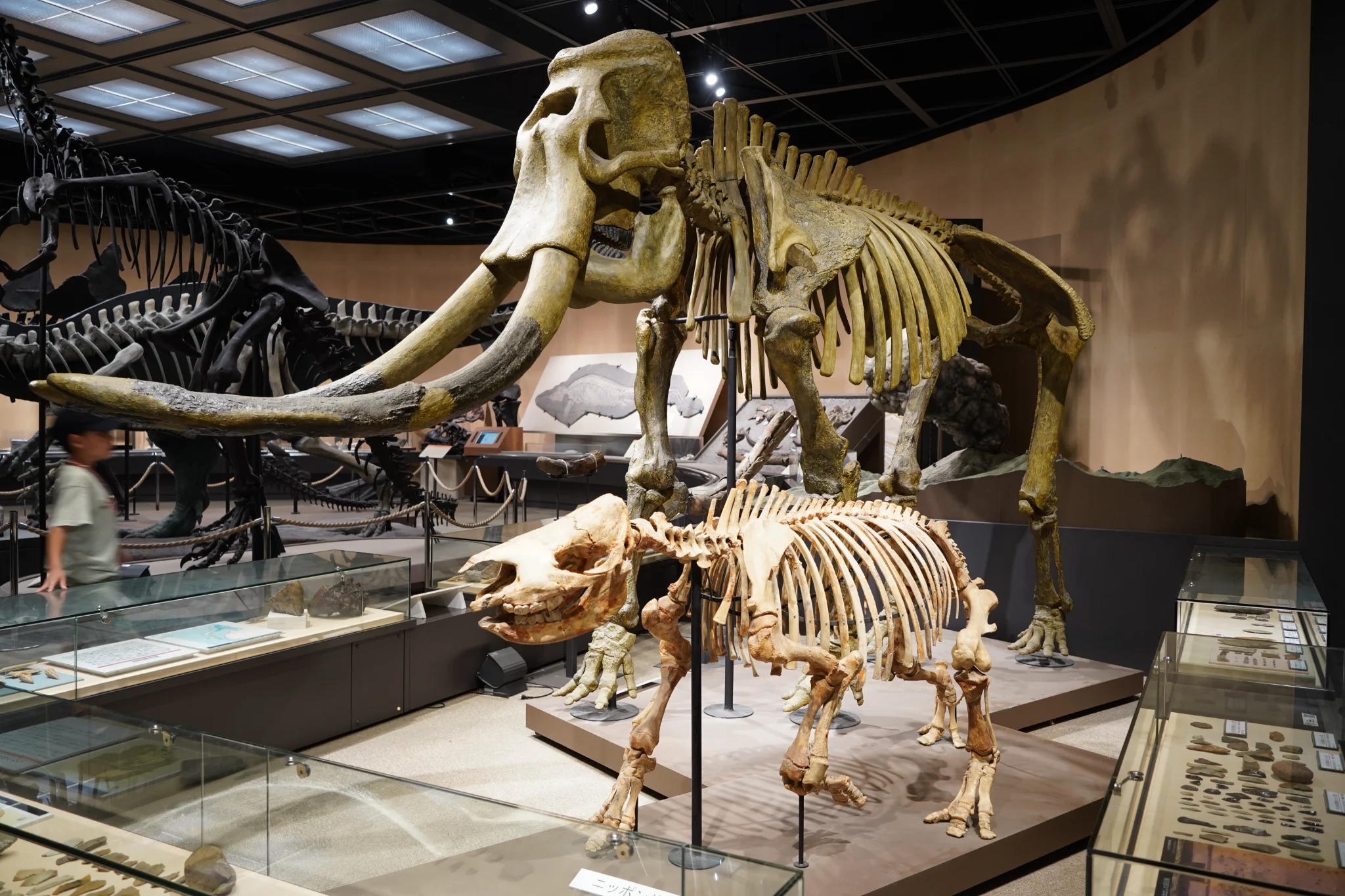 マンモスって良いよね